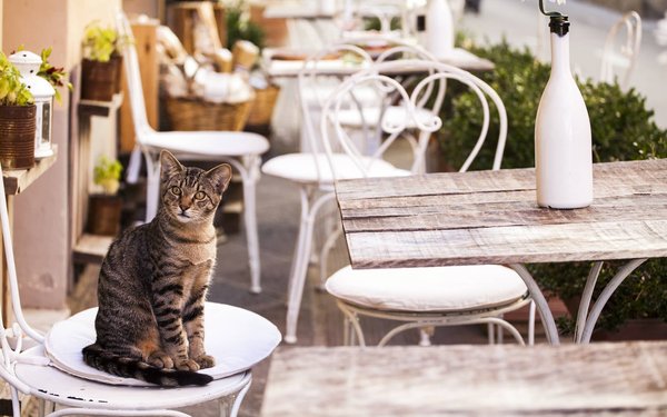 The pros and cons of keeping outdoor cats