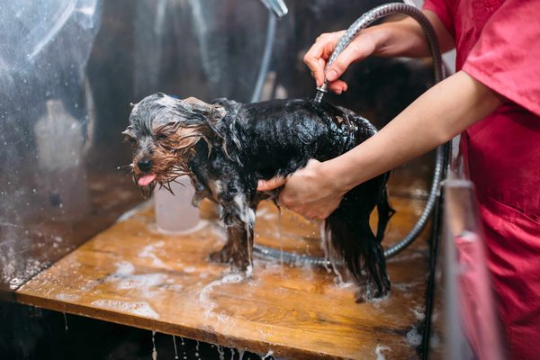 The importance of regular grooming for your pet